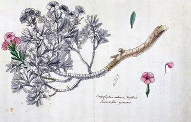 Caryophyllus Arboreus et Seriphius, d